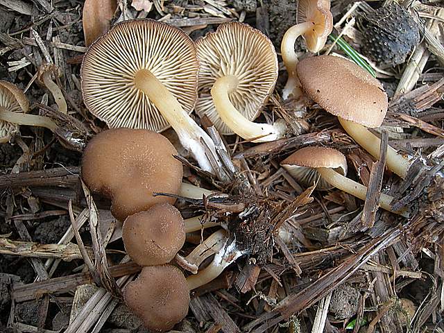 Clitocybe puberula